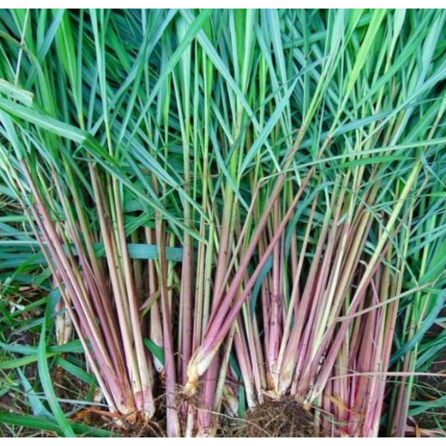 Sereh Merah Asli - Sereh Merah wangi - Tanaman Herbal sereh merah super - Tanaman Pohon Sereh merah 