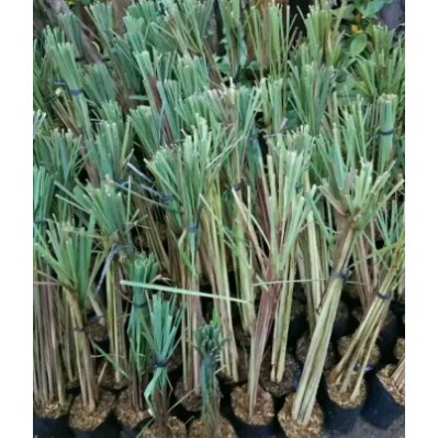 Bibit tanaman sereh - serai tanaman bumbu dapur - Serai wangi