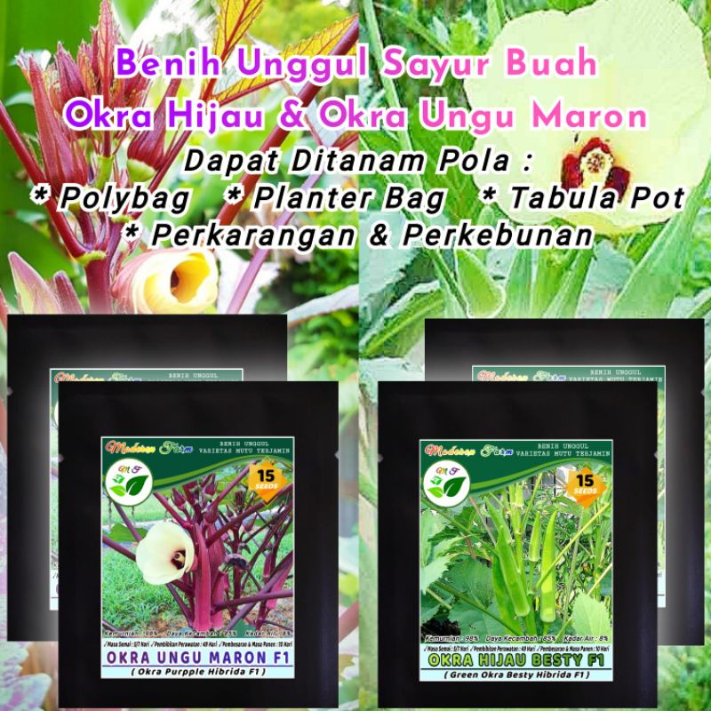 BENIH OKRA HIJAU & OKRA UNGU MARON F1