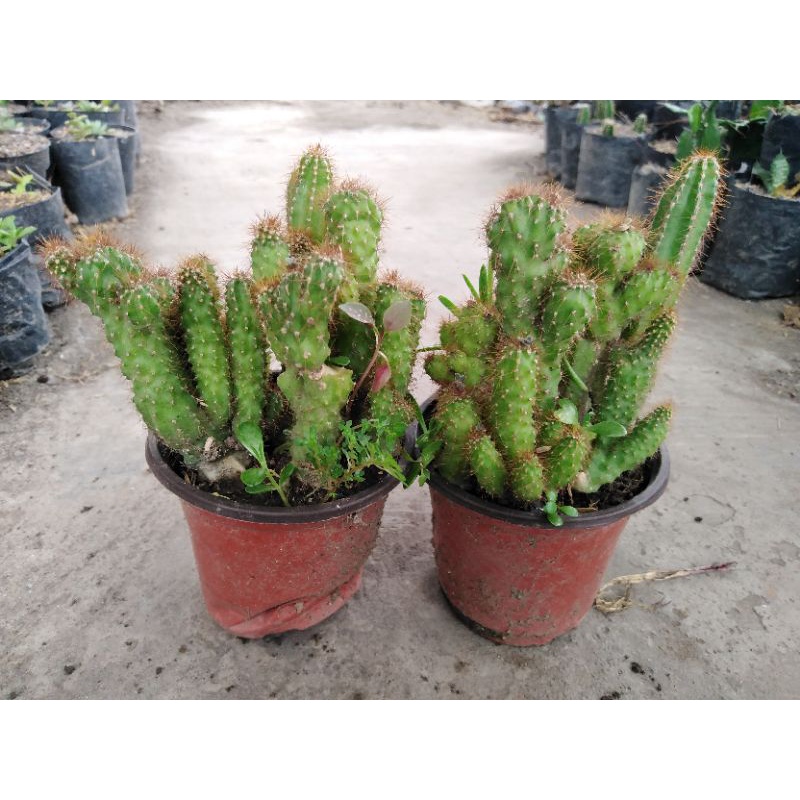 kaktus cereus jamacaru full pot 10