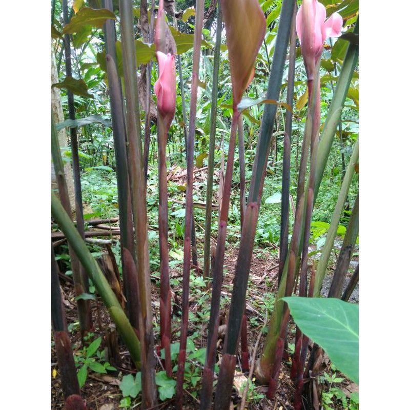 BIBIT HONJE / KECOMRANG MERAH SIAP TANAM
