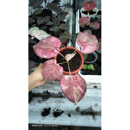 hybrid pink varigata