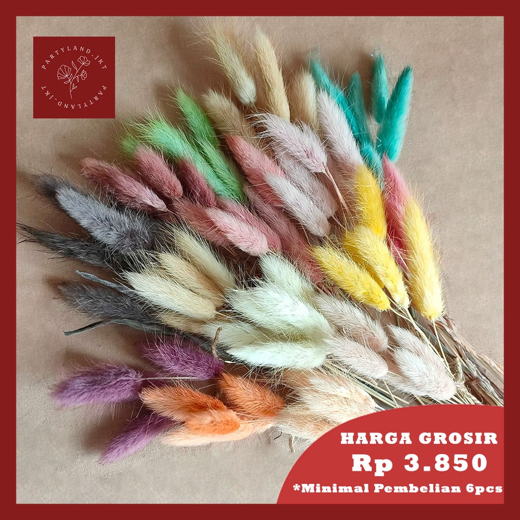 Dried Flower Candy Colour Lagurus/ Rabbit Tail Bunga Kering Import Asli Dekorasi Hias Buket