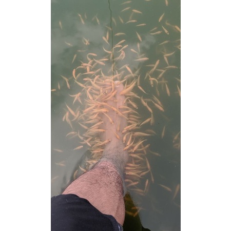 ikan terapi kaki Nilam /garufafa ganas size besar