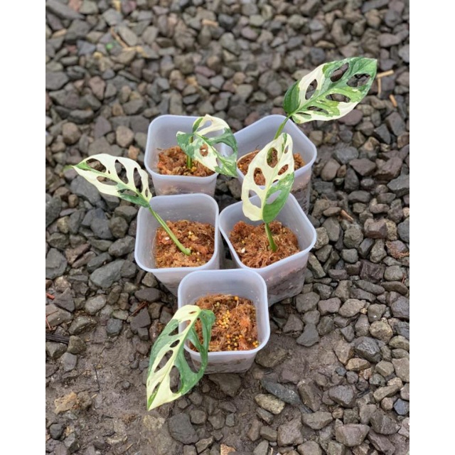 BUKAN BONGGOL tanaman hias mosntera janda bolong varigata jepang janda bolong acuminta albino