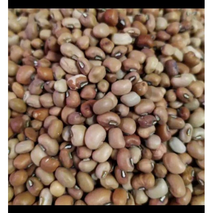 

Kacang Tolo 25kg