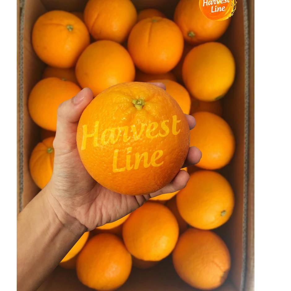 

Realpct BUAH JERUK SUNKIST NAVEL 1KG [HARVEST LINE]