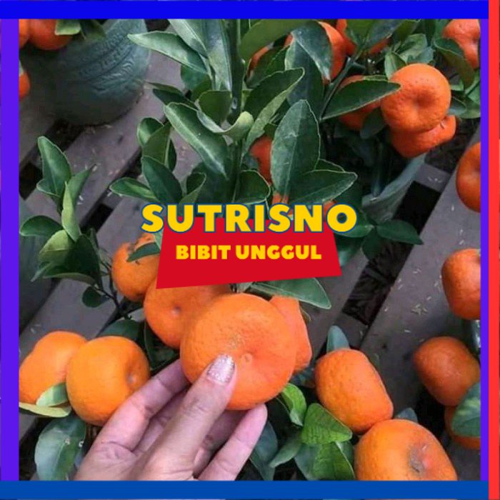 bibit jeruk santang madu super