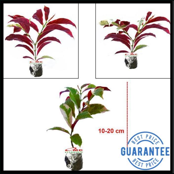 

Sambang Darah Dara Sampang Getih Remek Daging Merah Putih 1020