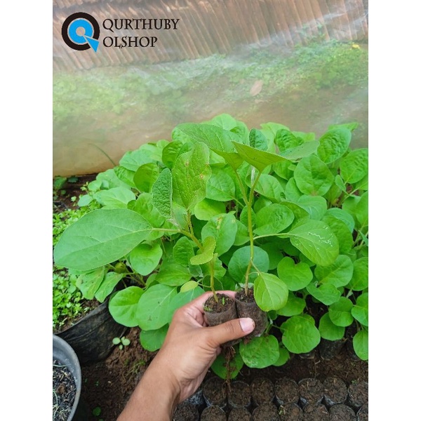 ( 10 POHON) BIBIT TERONG LALAPAN - BIBIT TERONG LALAP UNGGUL - BIBIT SAYURAN - BIBIT SAYURAN SIAP TA