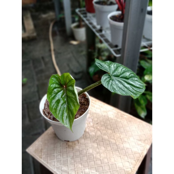 philodendron plowmanii black face