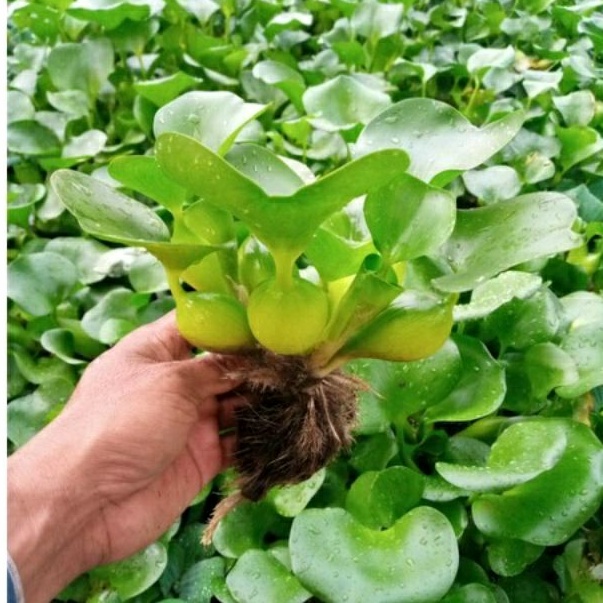 Tanaman Air Eceng Gondok/Enceng Gondok Tanaman Air