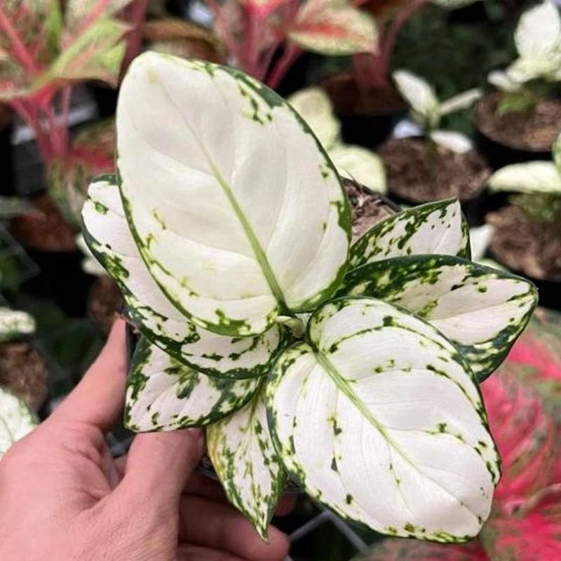 Aglonema Baby Super White