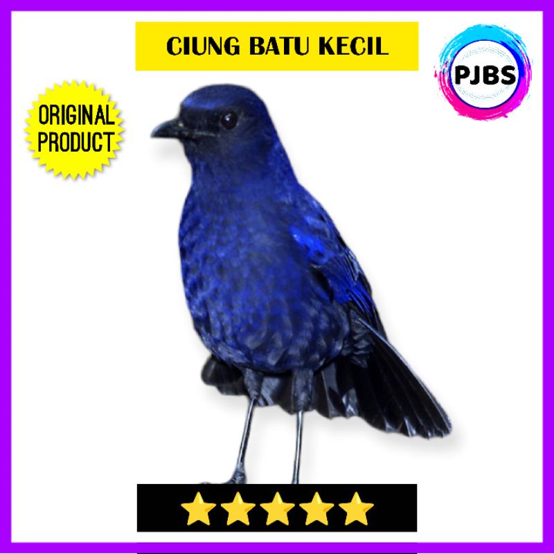 BURUNG CIUNG WANARA BATU JANTAN BAHAN PILIHAN