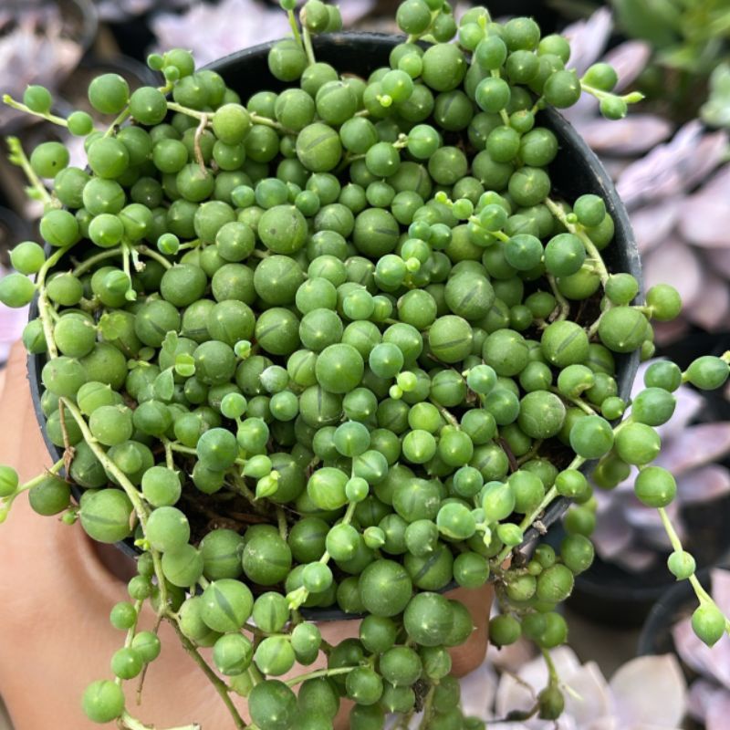 String Of Pearls Senecio Rowleyanus / Sukulen Tasbih