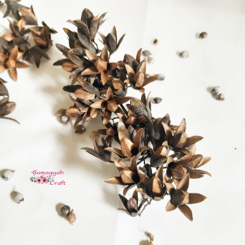 Biji suren natural / 30 biji