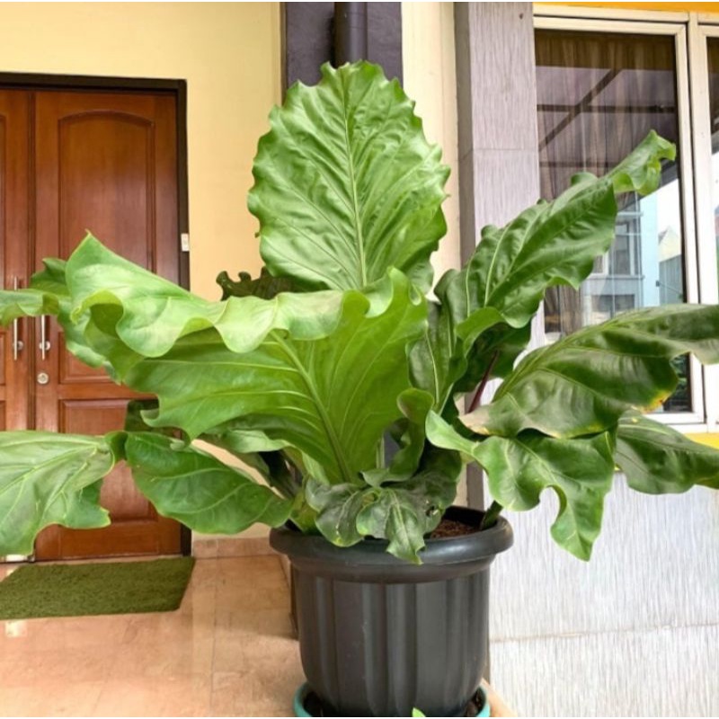 BIBIT BUNGA GELOMBANG CINTA