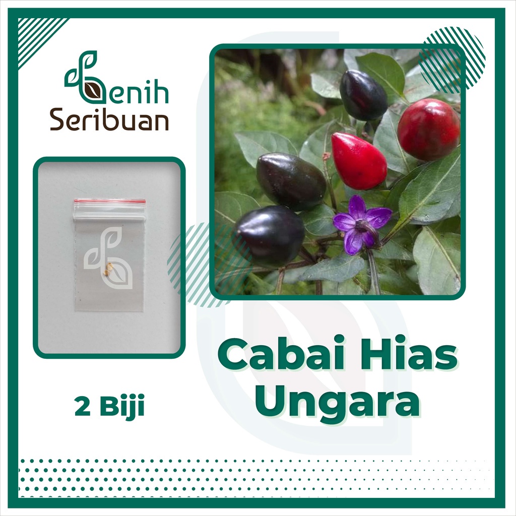 2 Biji Benih Cabe Hias Ungu Mungil Ungara Cantik - Bibit Tanaman Cabai Hias Sayur Sayuran Seribuan