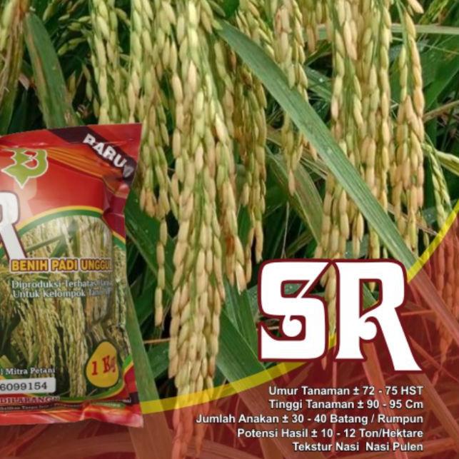 ⅎ Padi Unggul SR Super Genjah Terbaru ⅎ