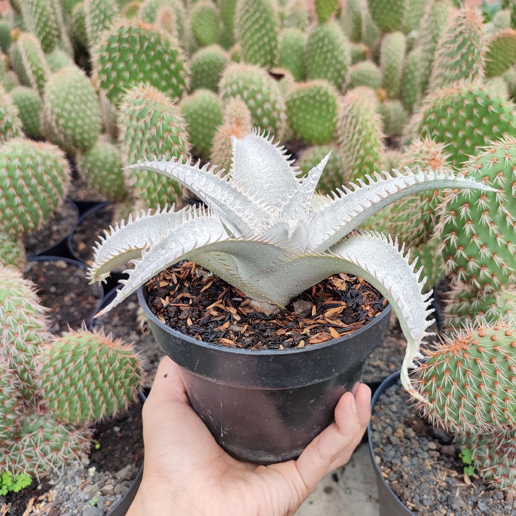 Dyckia Marnier | D 12 Cm | Kaktus