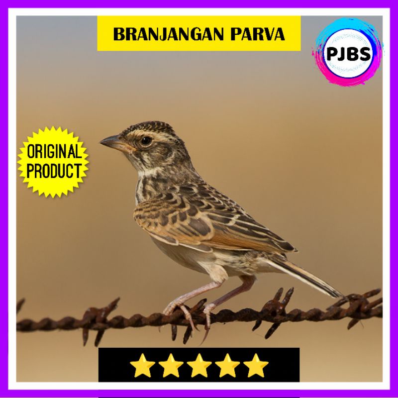 BURUNG BRANJANGAN PARVA JAWA TIMUR JANTAN PILIHAN