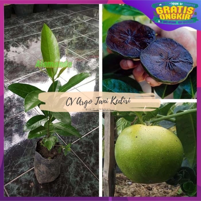 Obral Bibit Tanaman Buah Black Sapote Jumbo ( Sawo Hitam ) Murah JBT11 segar