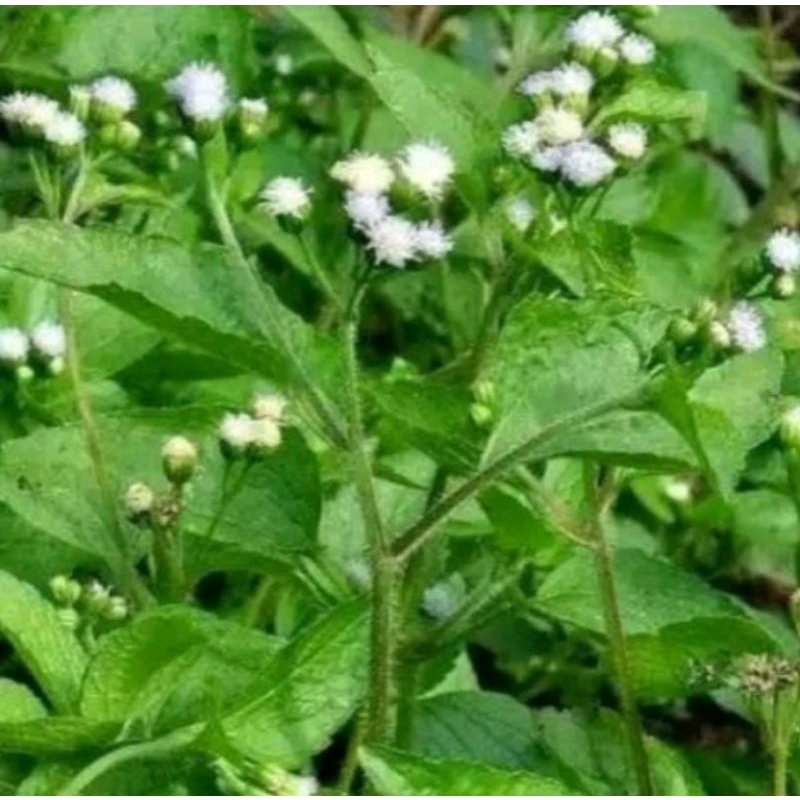 

jual daun Bandotan/1kg