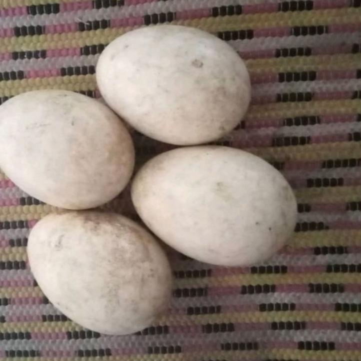 

♞ Telur Soang Tembuhuk (Calang)/Telur Angsa Busuk 1 Butir ✻