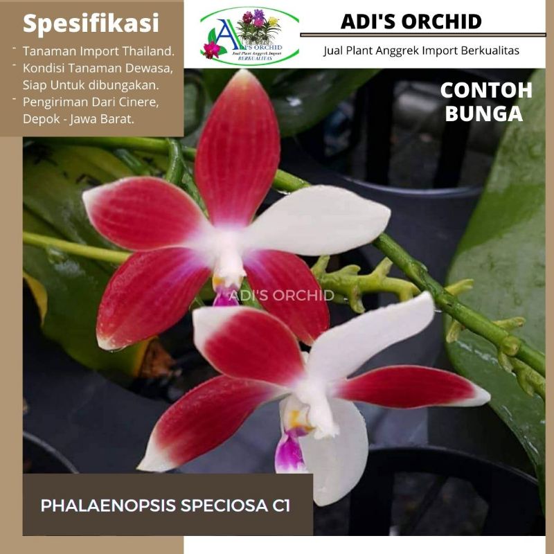 Anggrek Phalaenopsis Speciosa C1
