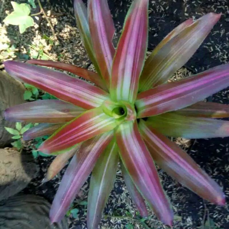 Bromelia tricolor pohon hidup - TitipBibit