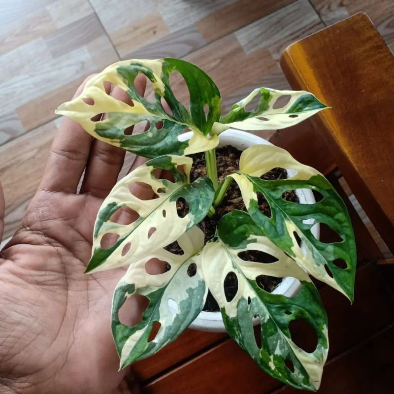 Tanaman hias janda bolong varigata