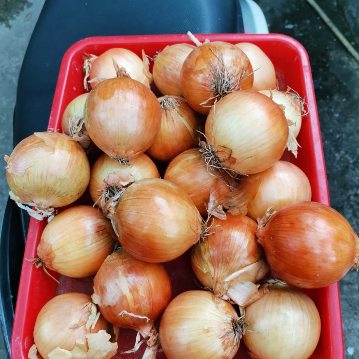 

Bawang Bawang Bombay 1 Sak 20 Kg By Ojol