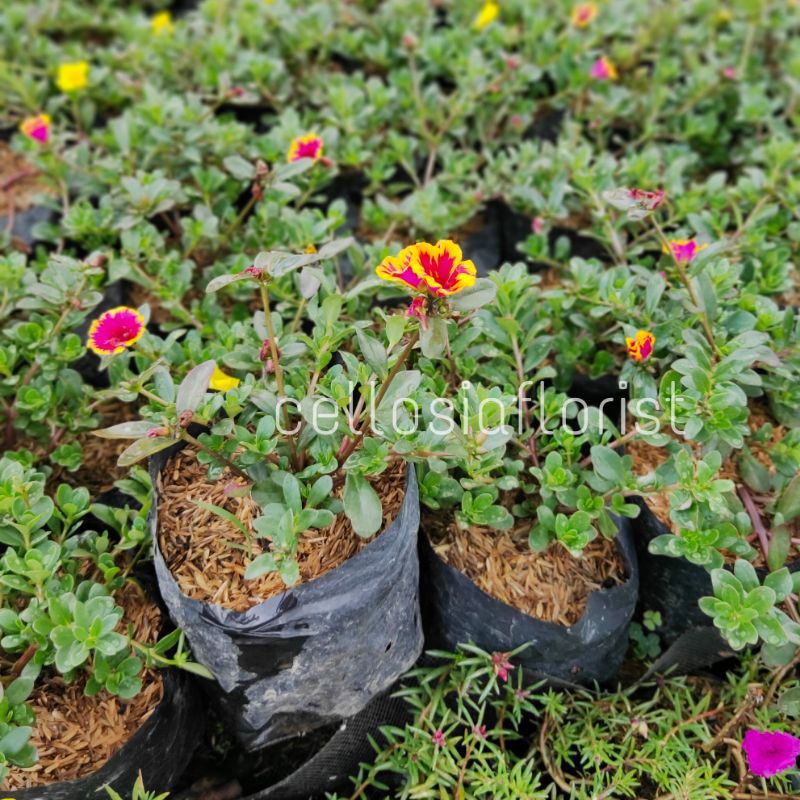 Tanaman Hias Bunga Krokot Portulaca Pohon Hidup - TitipBibit