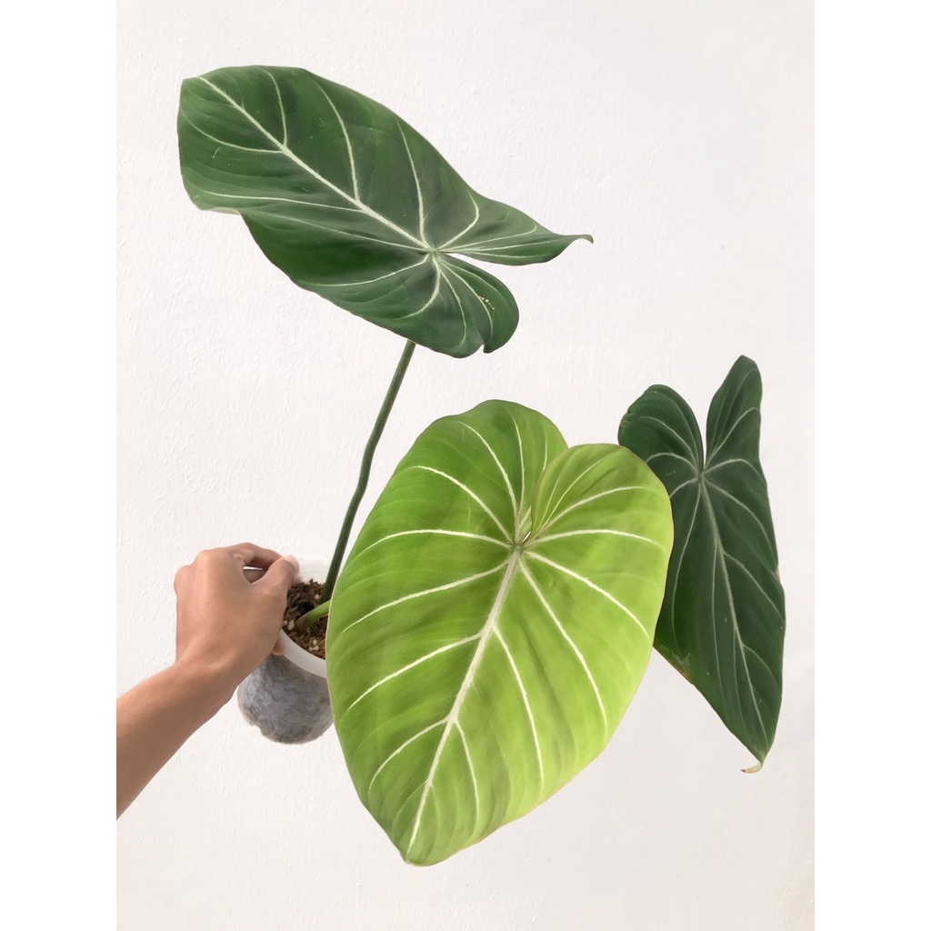 1 Sale Gloriosum Dark Form