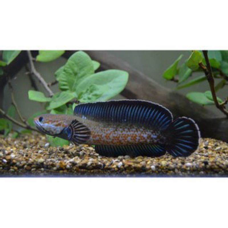 baby chana andrao 10 cm dijamin gondrong