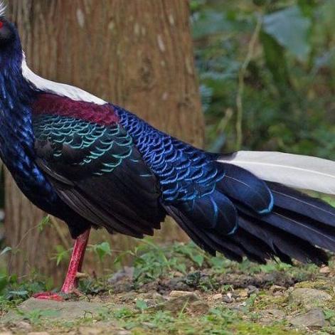 

✧ telur ayam hias swinhoe Pheasant ➢