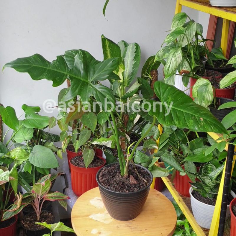 Philodendron Lime Fiddle | Tanaman hias aroid di pot