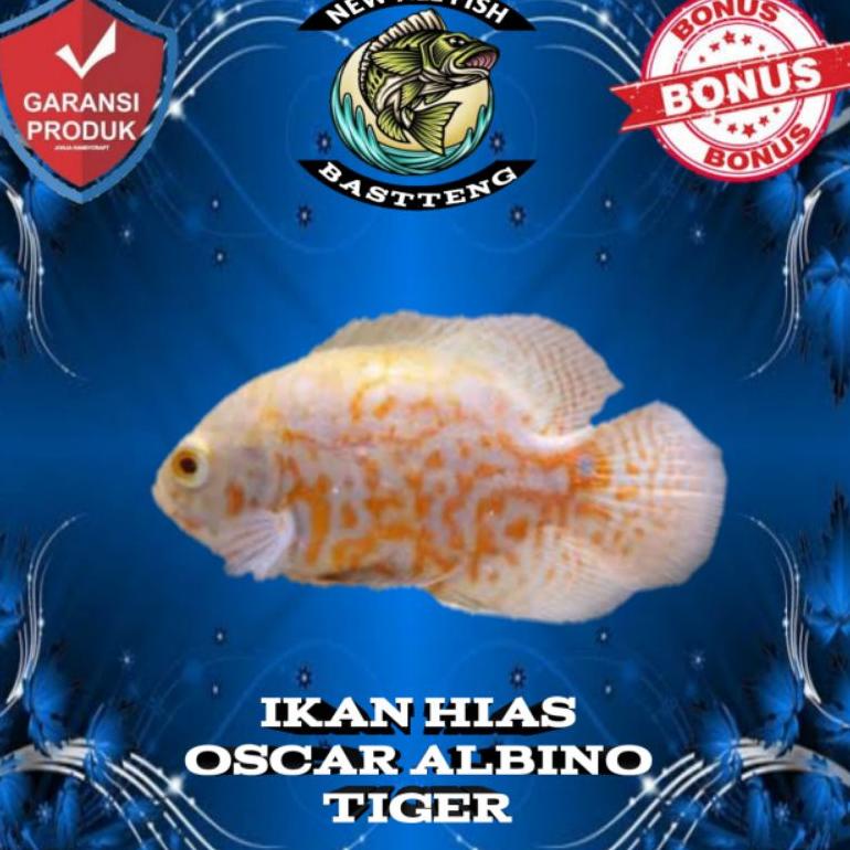 9.9 BRANDS FESTIVAL oscar tembaga, oscar tiger batik, dan oscar albino paris size baby (4-5cm)