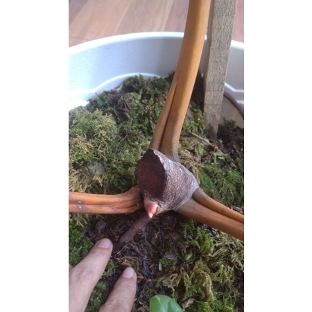 tanaman philodendron kabel busi