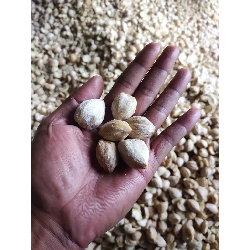 

Kemiri Bulat 500gr Kualitas Premium