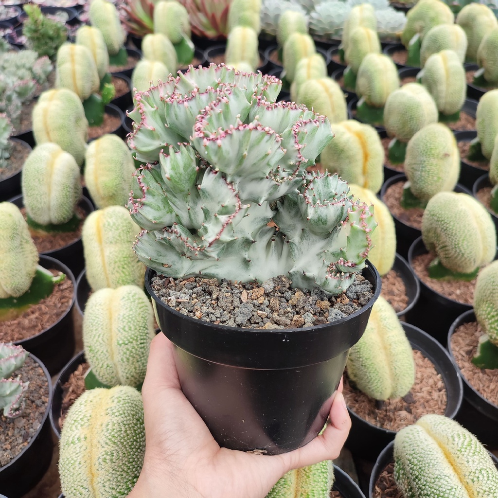 Euphorbia Lactea White Variegated | D 12 Cm | Kaktus