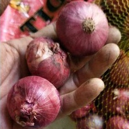 

BAWANG MERAH INDIA 1KG BAWANG MERAH PEKING