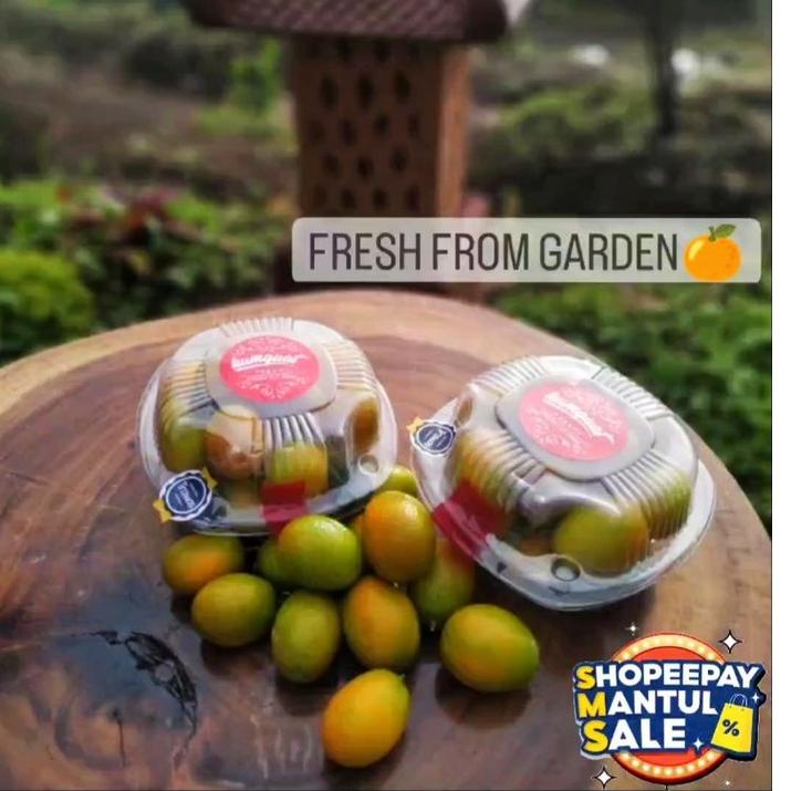 

V33 FRESH.!!JERUK NAGAMI SUPER/JERUK KIMKIT/KUMQUAT NAGAMI/KULIT BISA DIMAKAN/KUALITAS PREMIUM. TERBAIK ✍