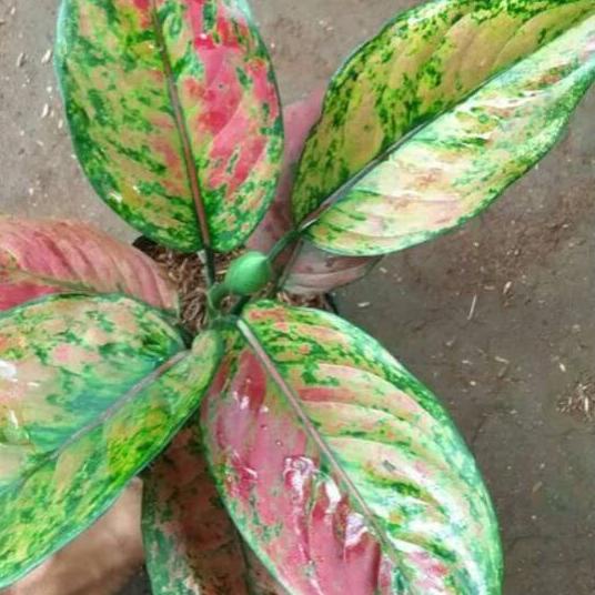 Ω Tanaman hias aglonema engheng-hengheng ⅎ