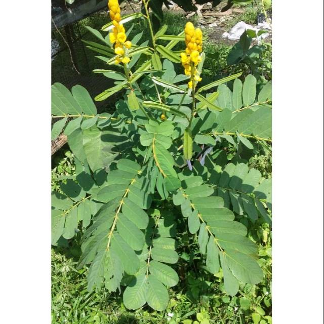 

Daun ketepeng cina atau kimanila segar 100gram siap petik dari pohon