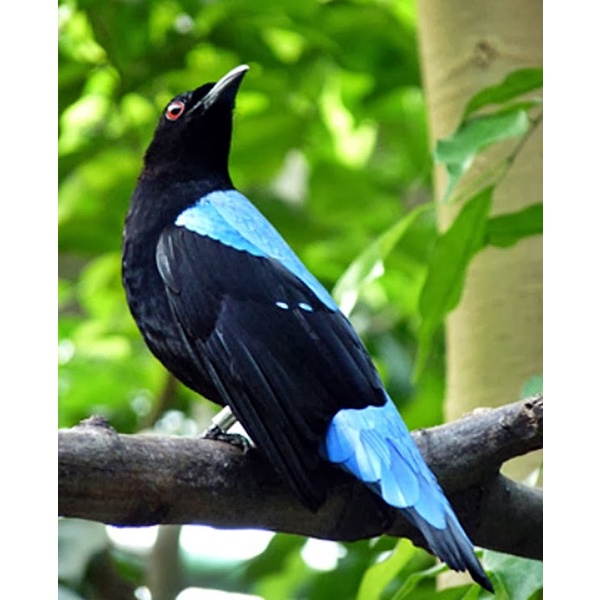 Burung Cucak Biru Jantan bahan pilihan