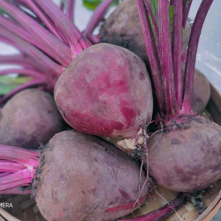 

V37 TERMURAH BUAH BIT ROOT UKURAN RANDOM 1 KG PRODUK TREND ➴