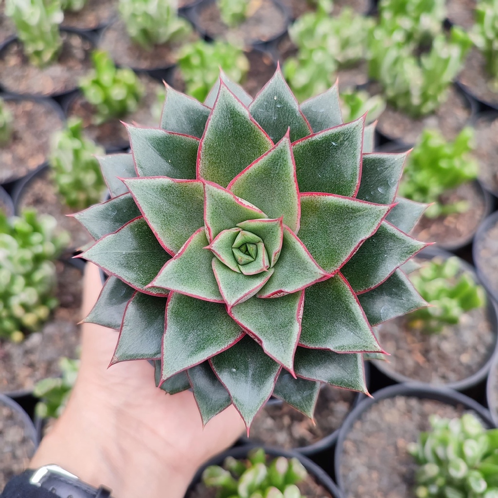 Echeveria Monocerotis | D 10 Cm | Sukulen