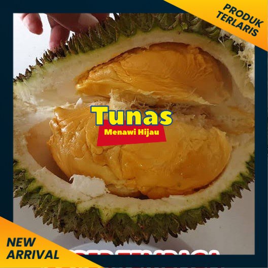 Bibit durian tembaga bangka super