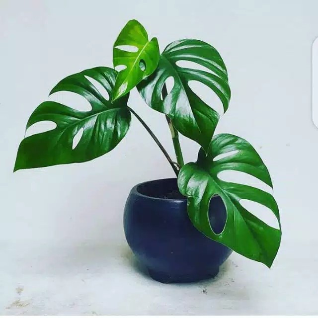 tanaman hias monstera raphidopora pertusa - monstera raphidopora